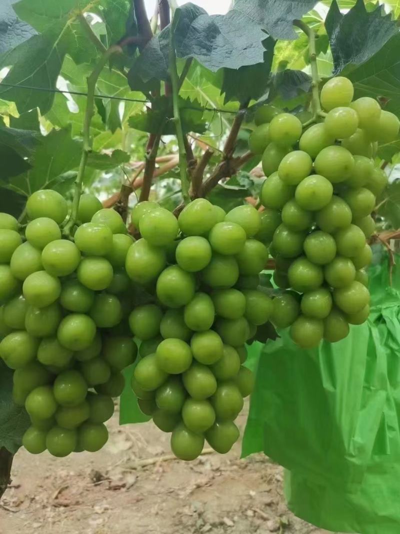 【葡萄批发】河南夏邑阳光玫瑰，大量上市中欢迎新老客