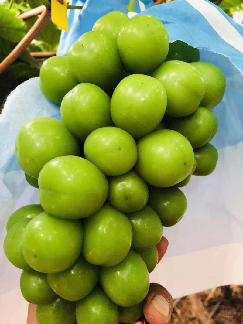 【葡萄批发】河南夏邑阳光玫瑰，大量上市中欢迎新老客