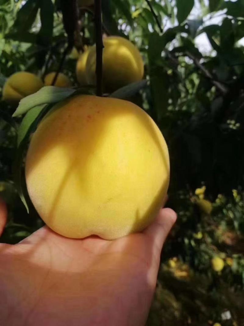水果