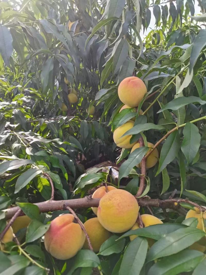 水果