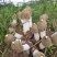 “杨林寨”竹荪/野外种植/香浓味美/干制品/50克