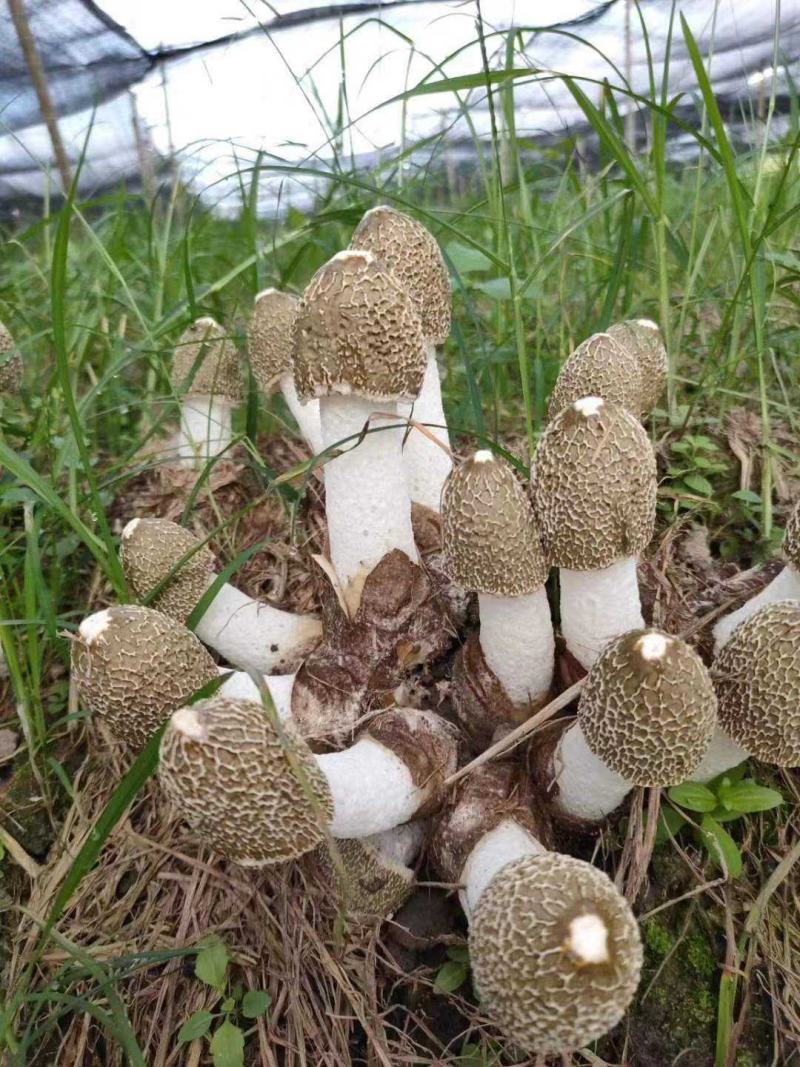 “杨林寨”竹荪/野外种植/香浓味美/干制品/50克