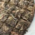 【整提出售】日常口粮布朗2019年布朗手撕饼生茶