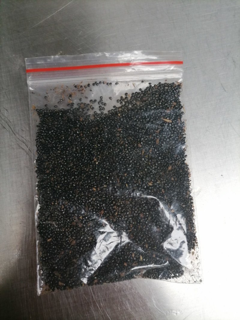 岩黄连种子