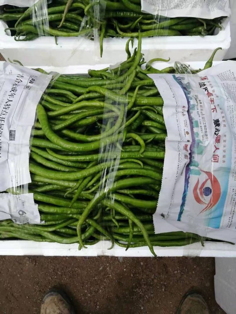 精品蔬菜线椒线椒83号，大量供应，每天最少5000斤