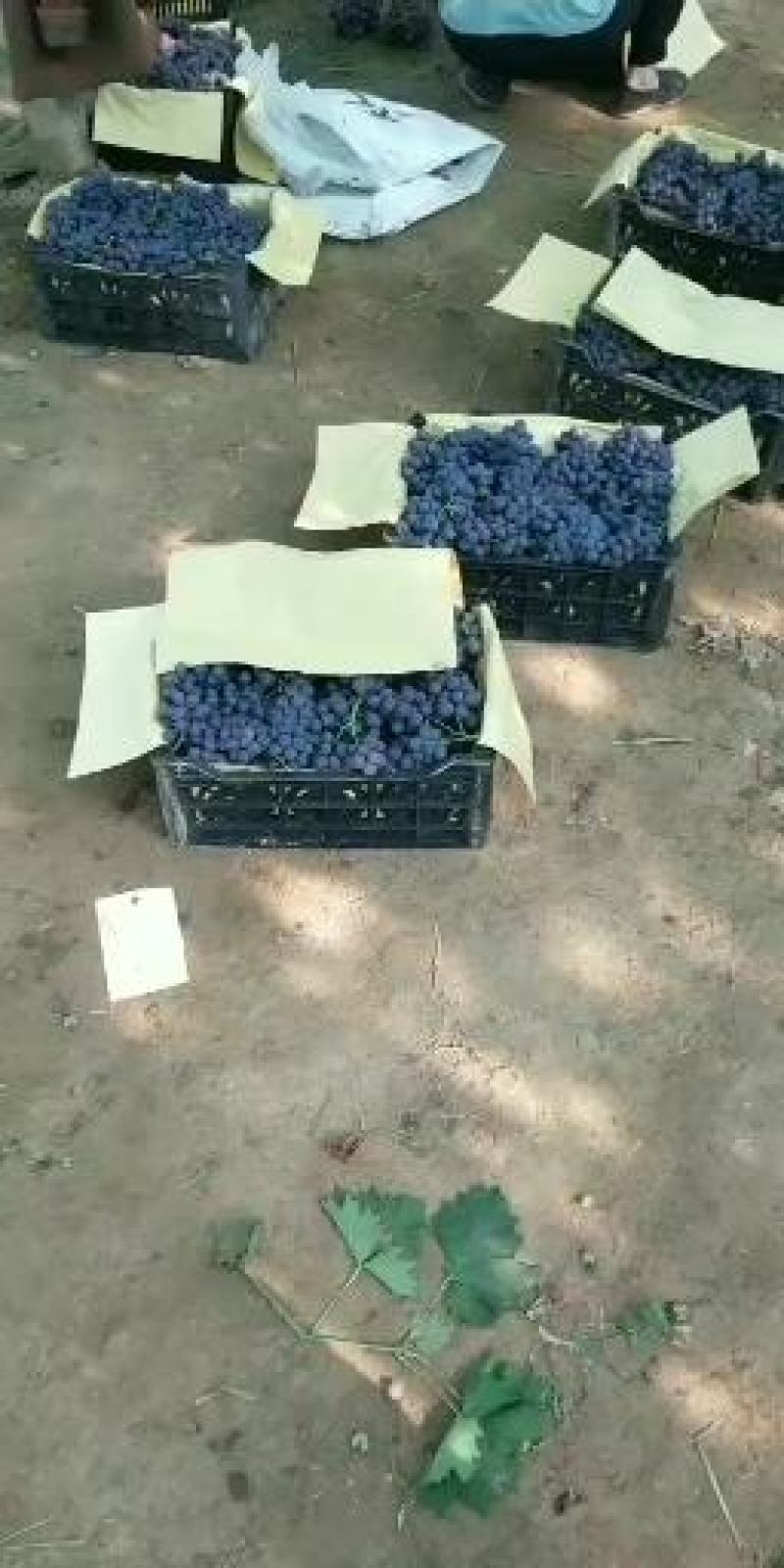 昌黎特色玫香萄品质证诚信营欢迎联系接商超市场