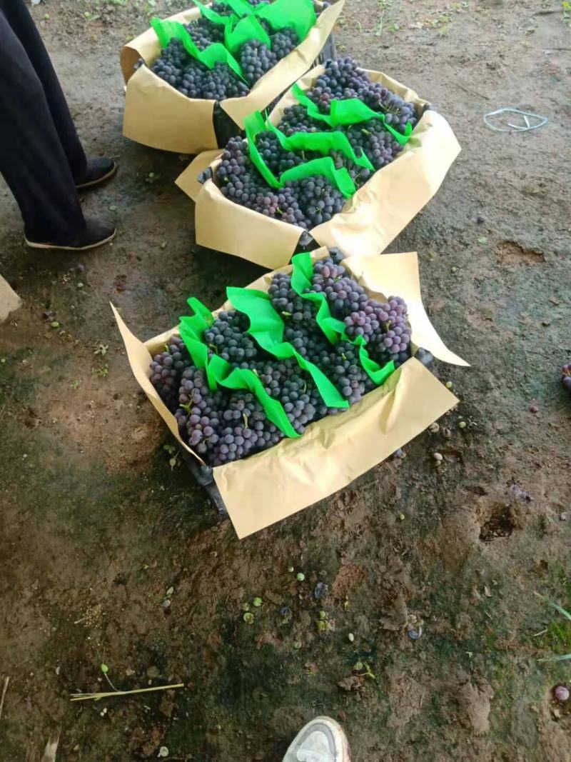 昌黎特色玫香萄品质证诚信营欢迎联系接商超市场