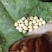 技术指导白玉蜗牛怀孕白玉蜗牛种蜗牛包孵化技术上门指