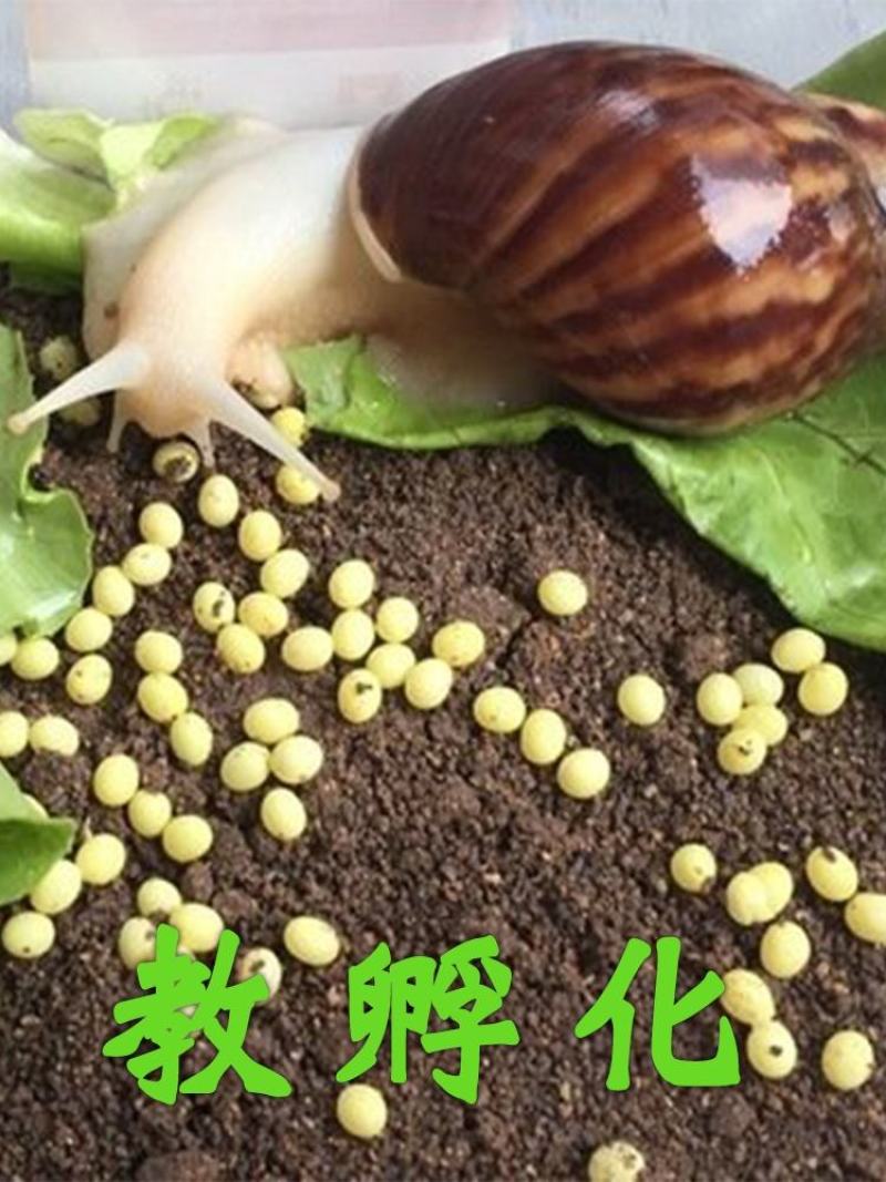 技术指导白玉蜗牛怀孕白玉蜗牛种蜗牛包孵化技术上门指