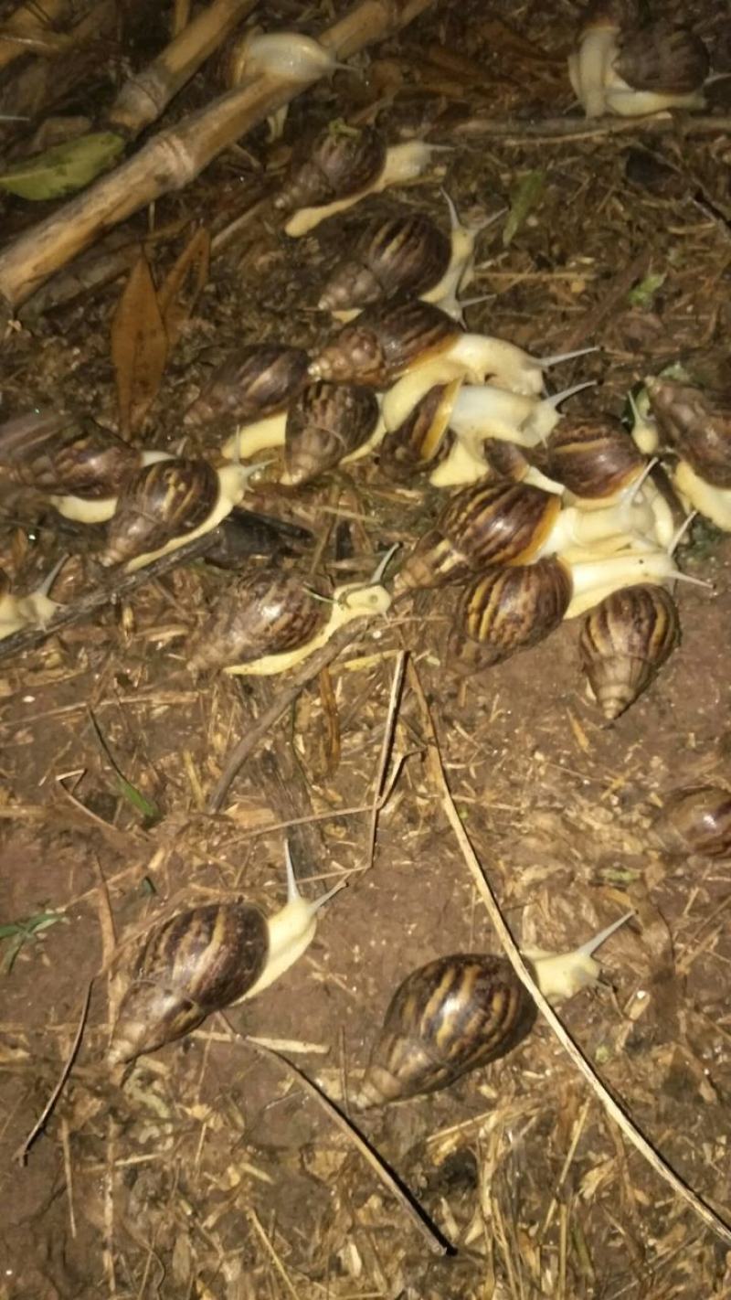 技术指导白玉蜗牛怀孕白玉蜗牛种蜗牛包孵化技术上门指