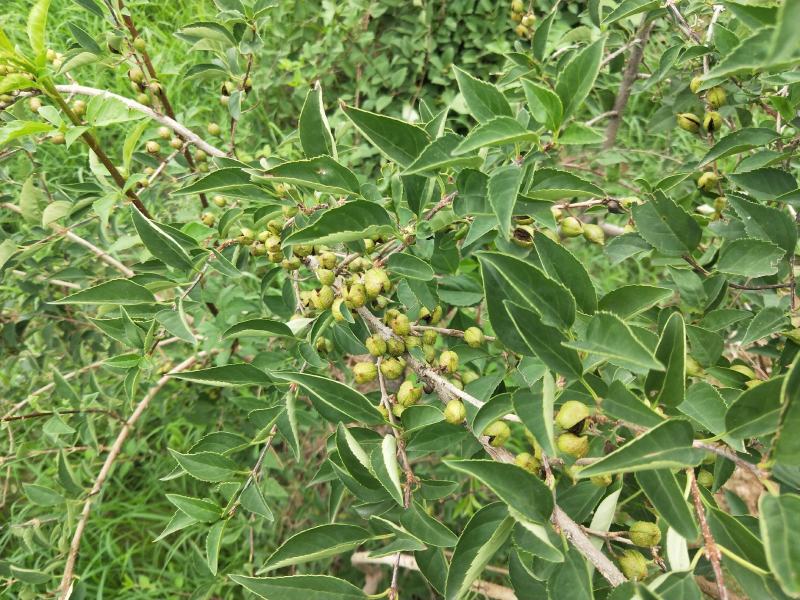 种植青翘，500亩的产量，有需要的老板联系