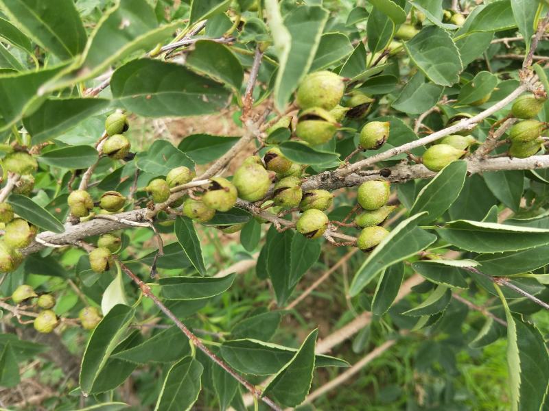 种植青翘，500亩的产量，有需要的老板联系