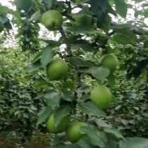 酥梨