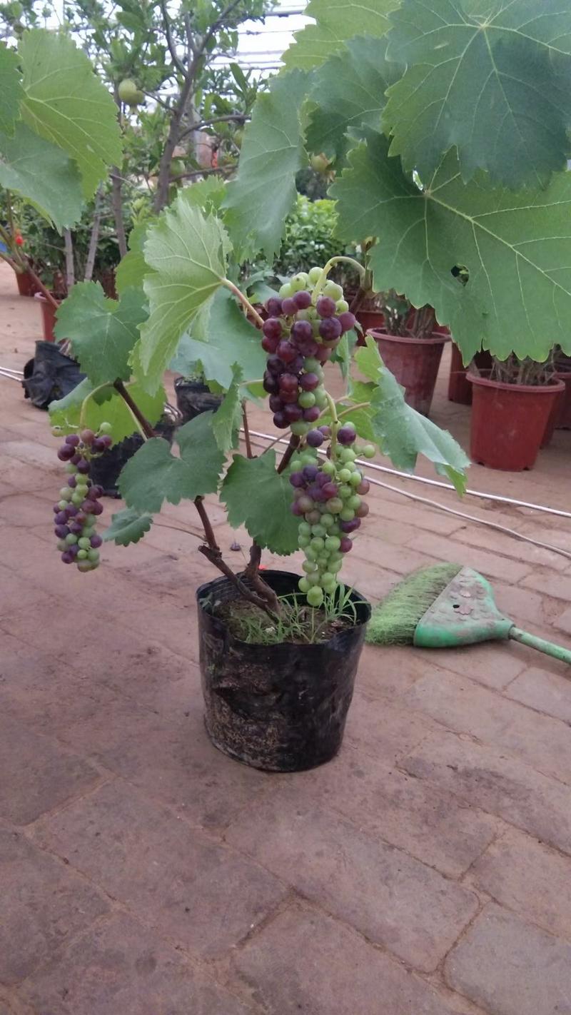 盆栽葡萄，基地直销，南北方均可种植，免费技术服务。