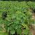 盆栽葡萄，基地直销，南北方均可种植，免费技术服务。