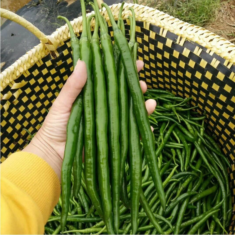3号线椒，8号椒大量上市，欢迎来电洽谈合作