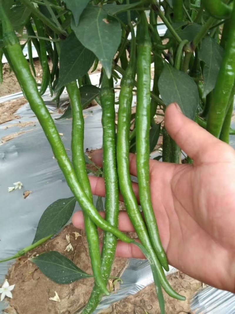 3号线椒，8号椒大量上市，欢迎大家来电咨询