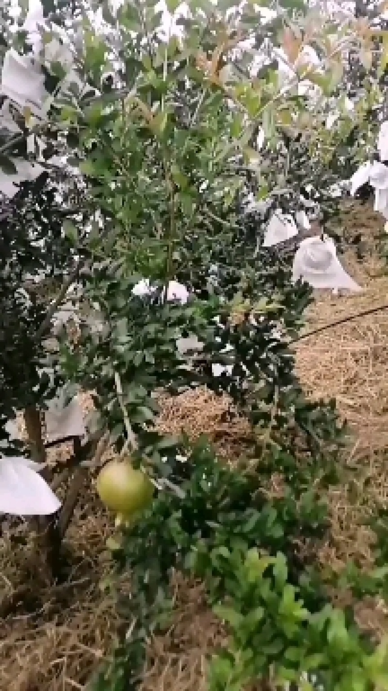 会理突尼斯软籽石榴硬籽