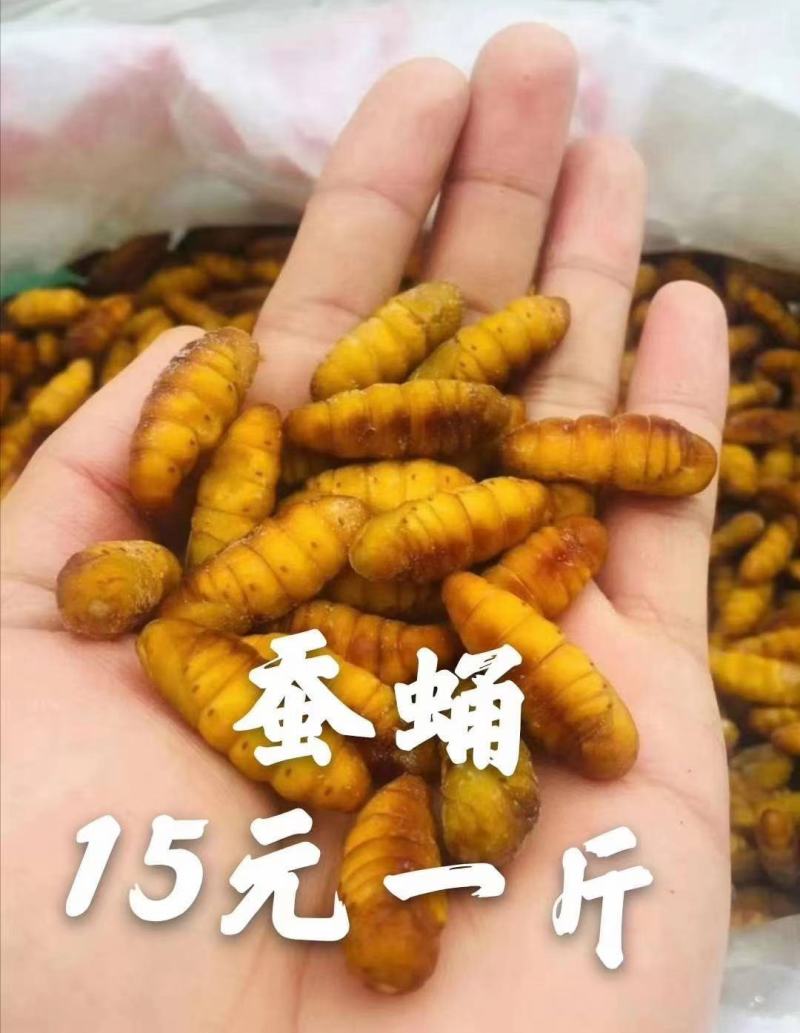 蚕蛹，大化新鲜货，味道oK，2021年新货