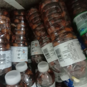 绿色生态高蛋白高营养滋补金蝉一一唐僧肉，瓶装有货！