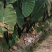 芋艿出售