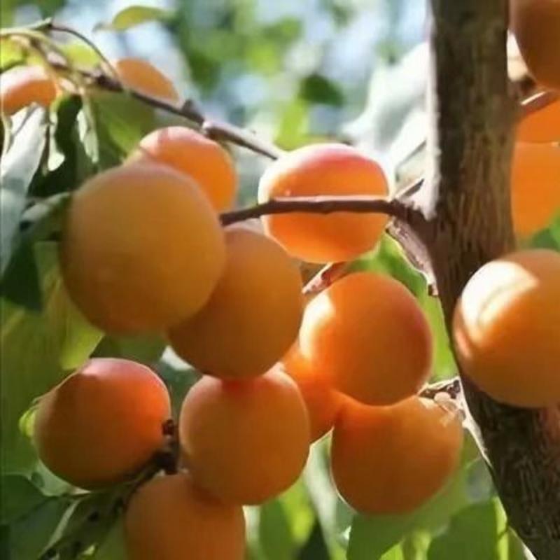 【新疆直发】新疆阿克苏四团小红杏，一杏两吃，一件代发！