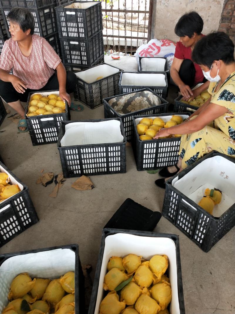 精品翠冠梨翠玉圆黄光果套袋个大脆甜皮薄汁多，化渣好大园货