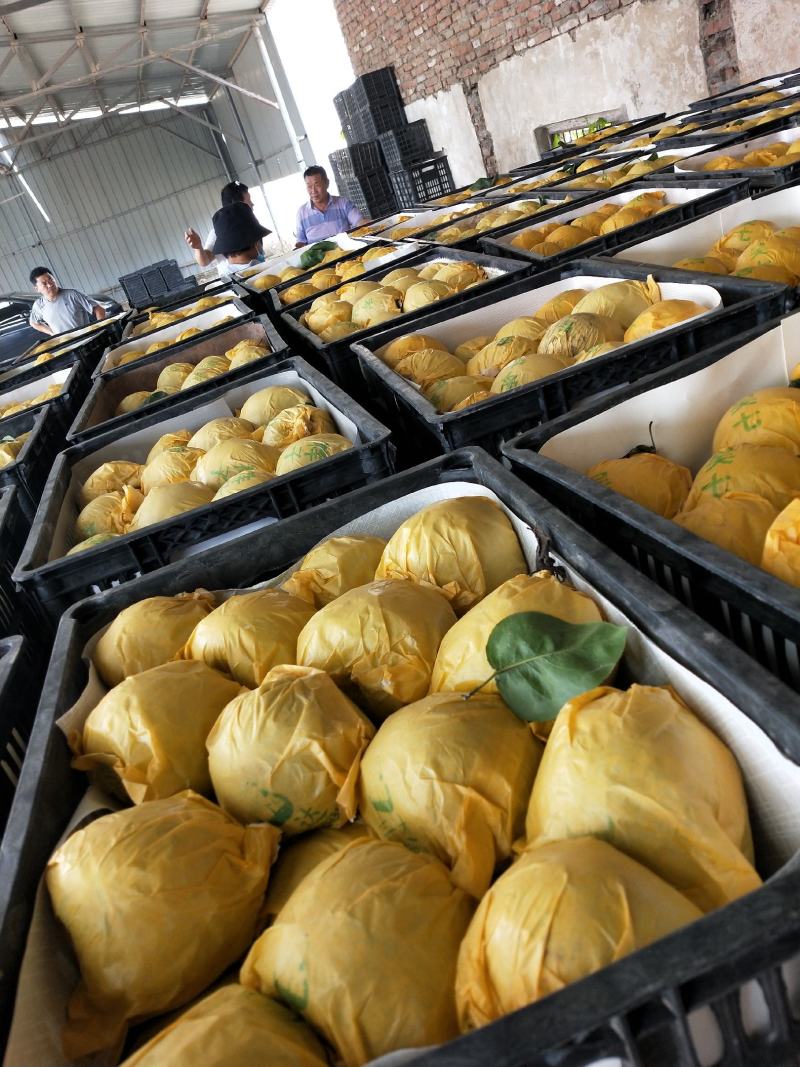 精品翠冠梨翠玉圆黄光果套袋个大脆甜皮薄汁多，化渣好大园货