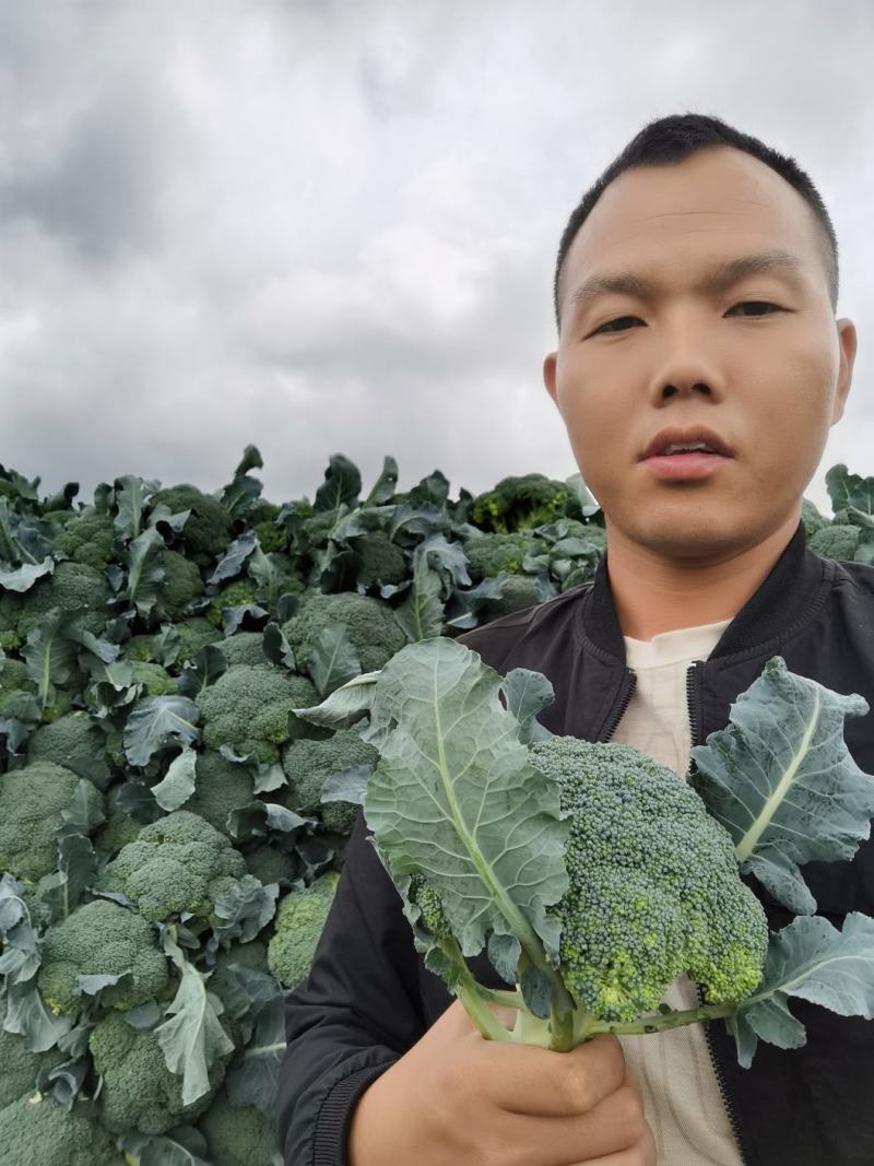贵州西兰花供应，每天20吨