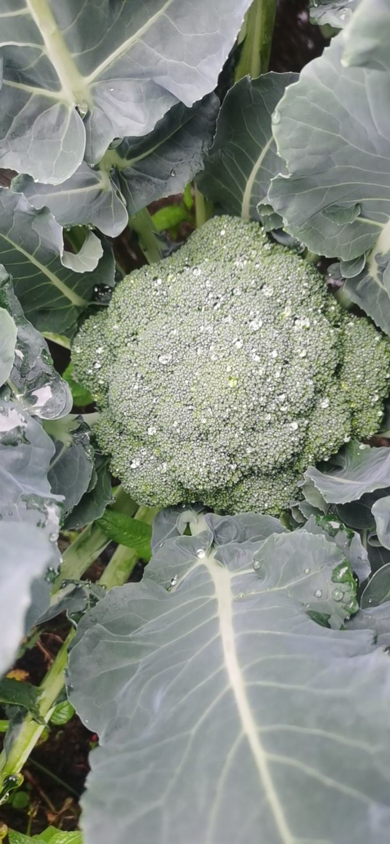 贵州西兰花供应，每天20吨