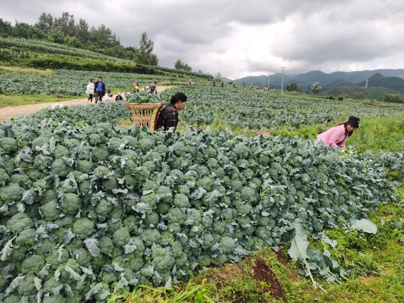 贵州西兰花供应，每天20吨