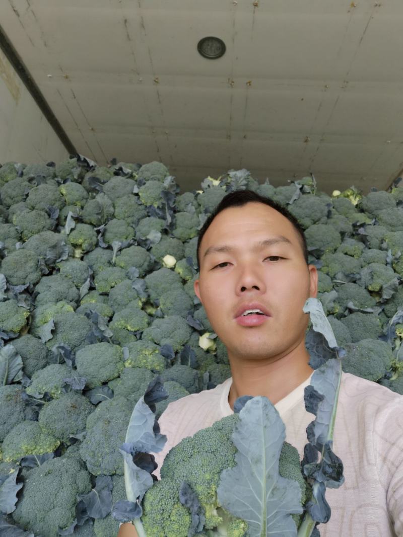贵州西兰花供应，每天20吨
