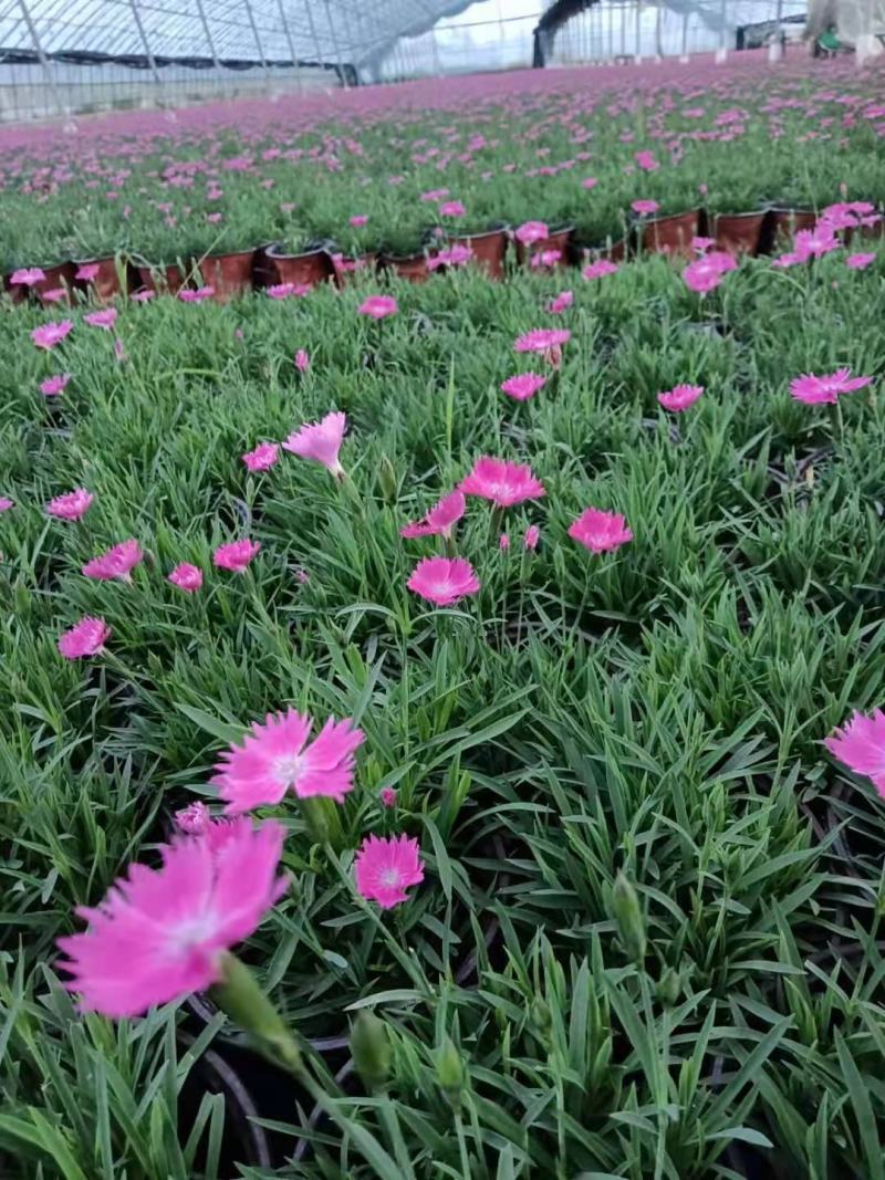 精品无干花110双色盆欧石竹17万，倒地处理，给钱就卖。
