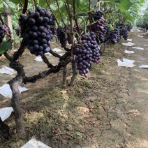 万亩巨峰葡萄种植基地