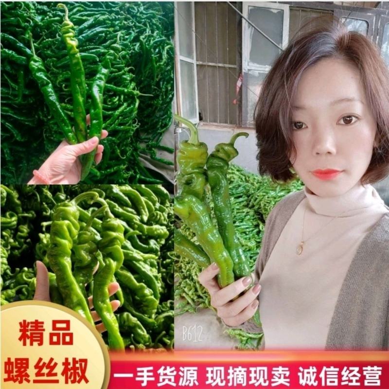 实力商家螺丝椒陇椒以质论价现摘现发保证品质