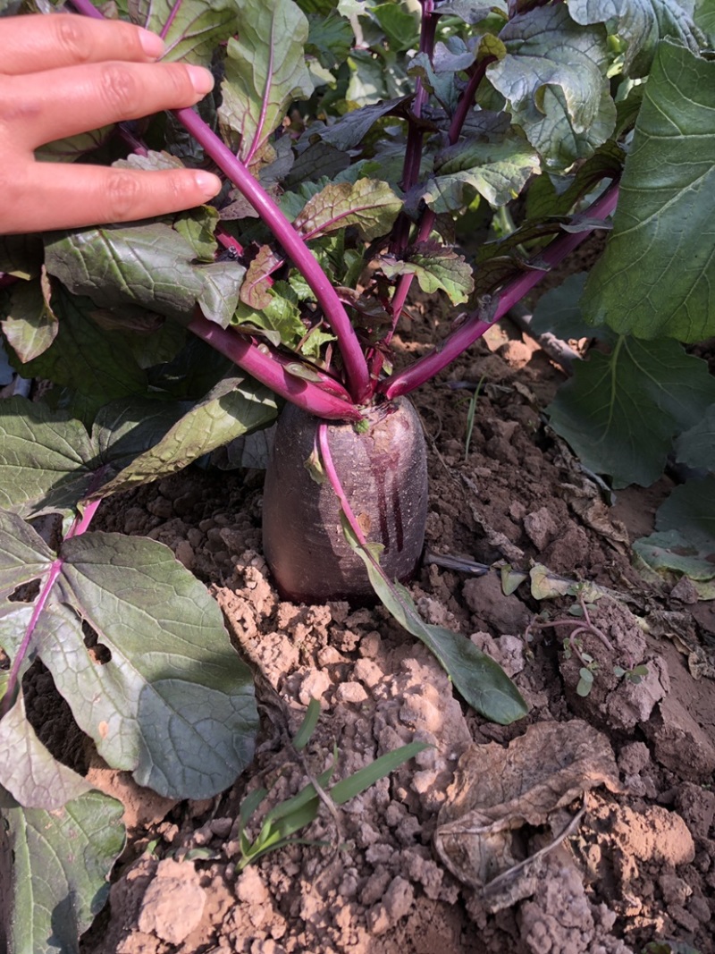 水果型凤梨萝卜种子日本引进杂交一代根茎叶均可食紫皮紫肉
