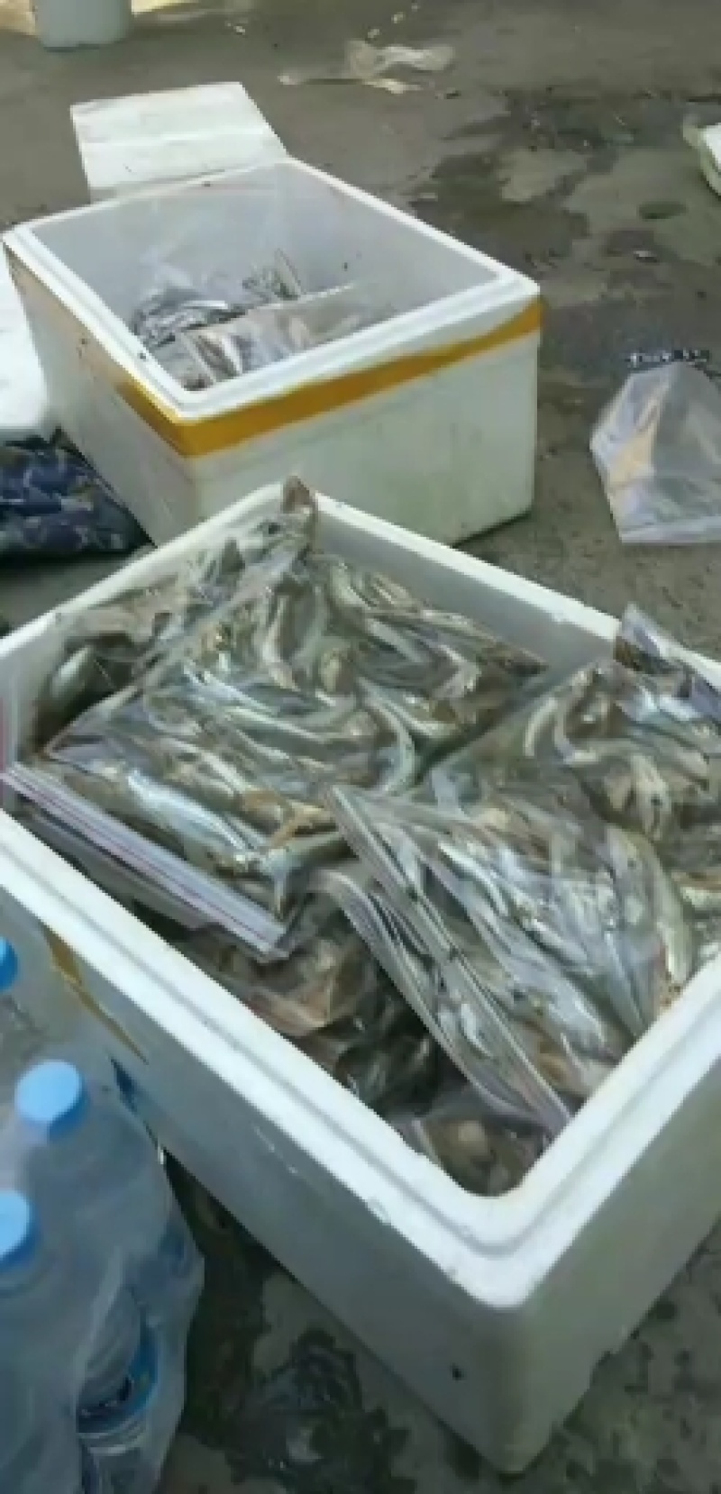 白鱼
