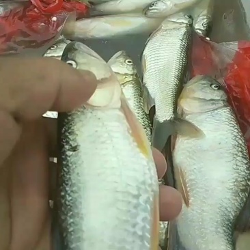 白鱼