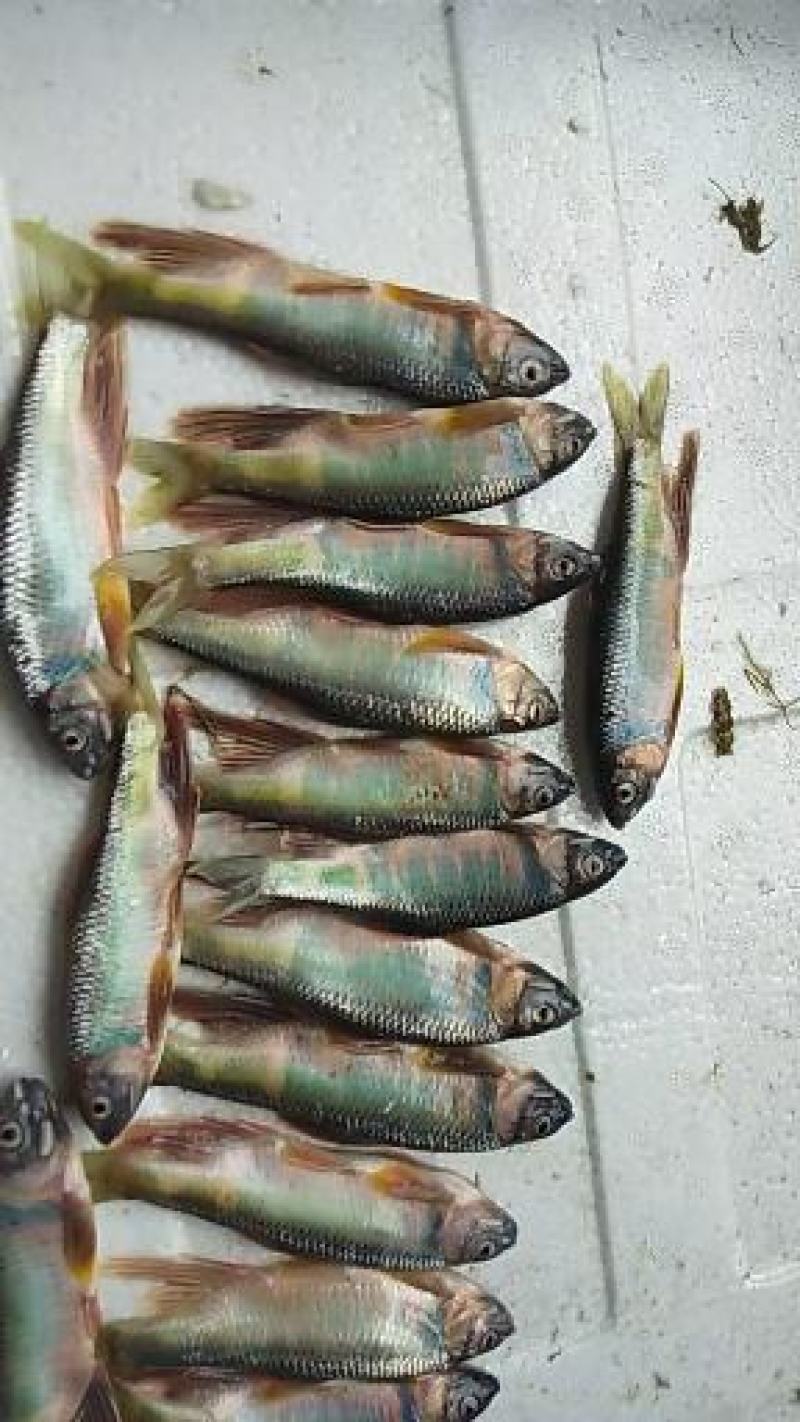 白鱼