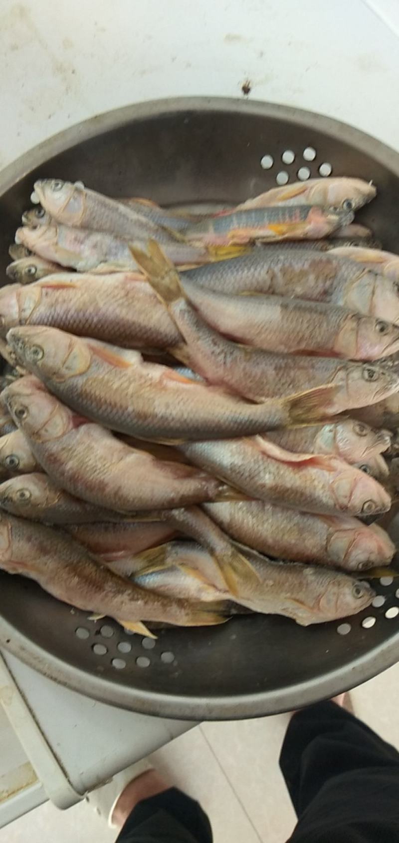 白鱼