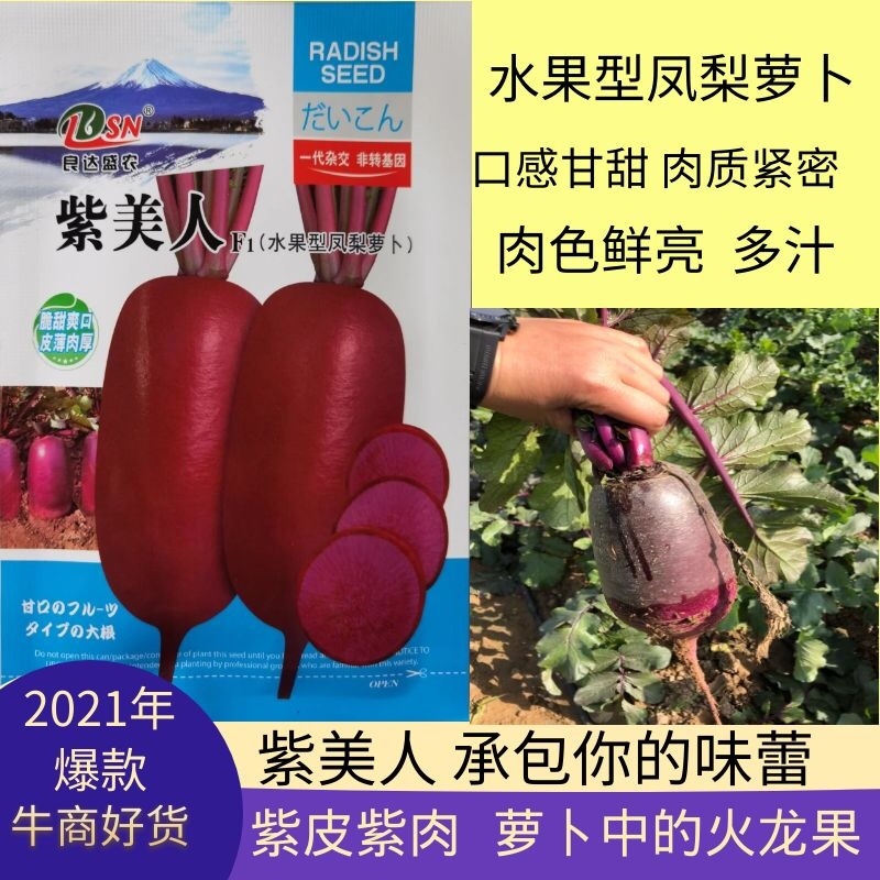 水果型凤梨萝卜种子日本引进杂交一代根茎叶均可食紫皮紫肉