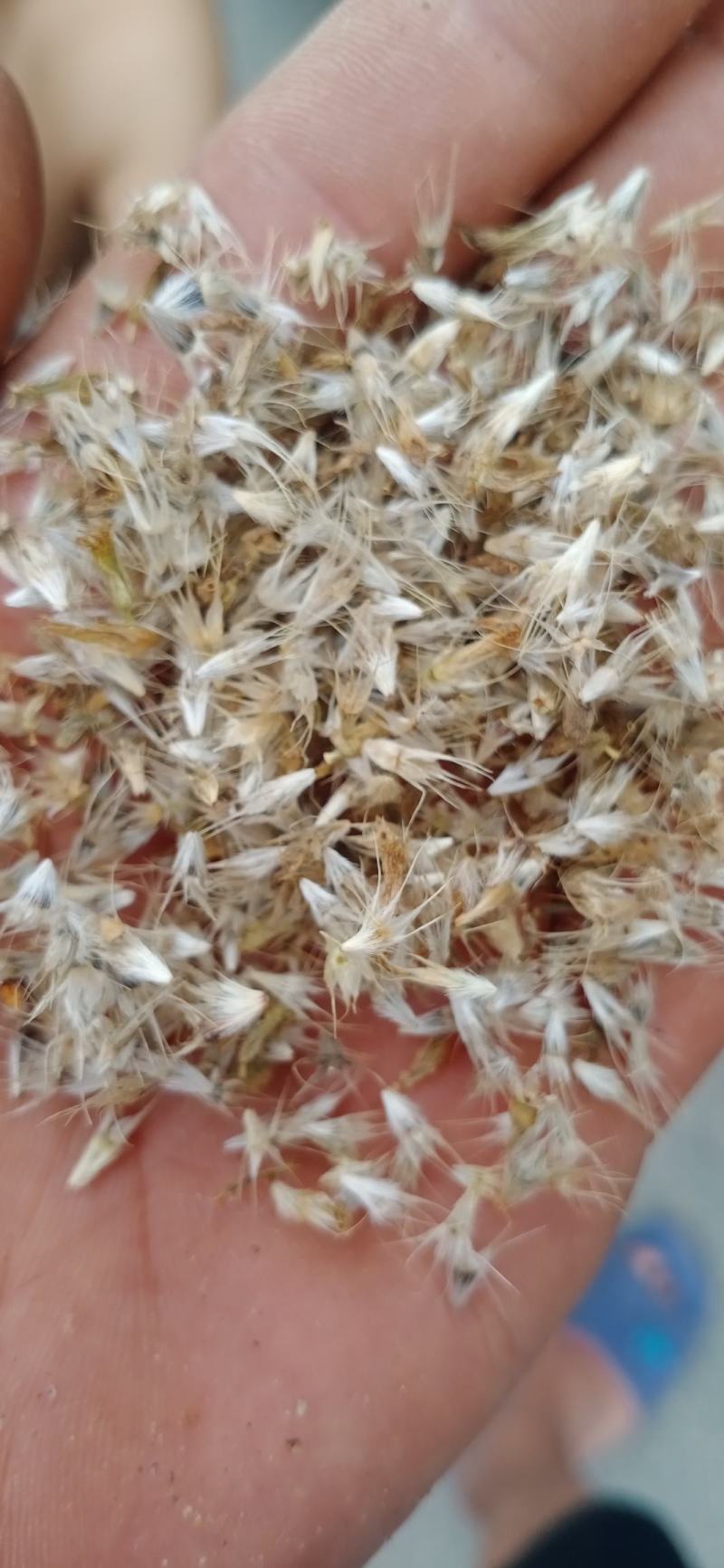 园林绿化，花草种秄