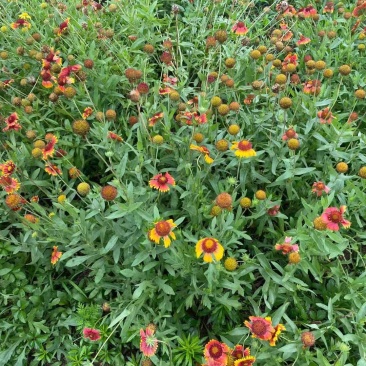 园林绿化，花草种秄