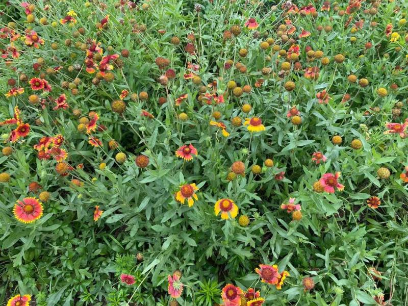 园林绿化，花草种秄