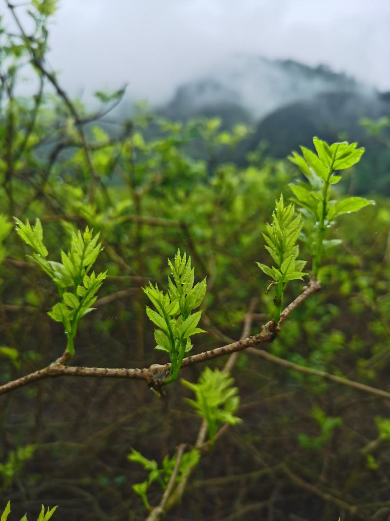 土家藤茶