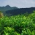土家藤茶