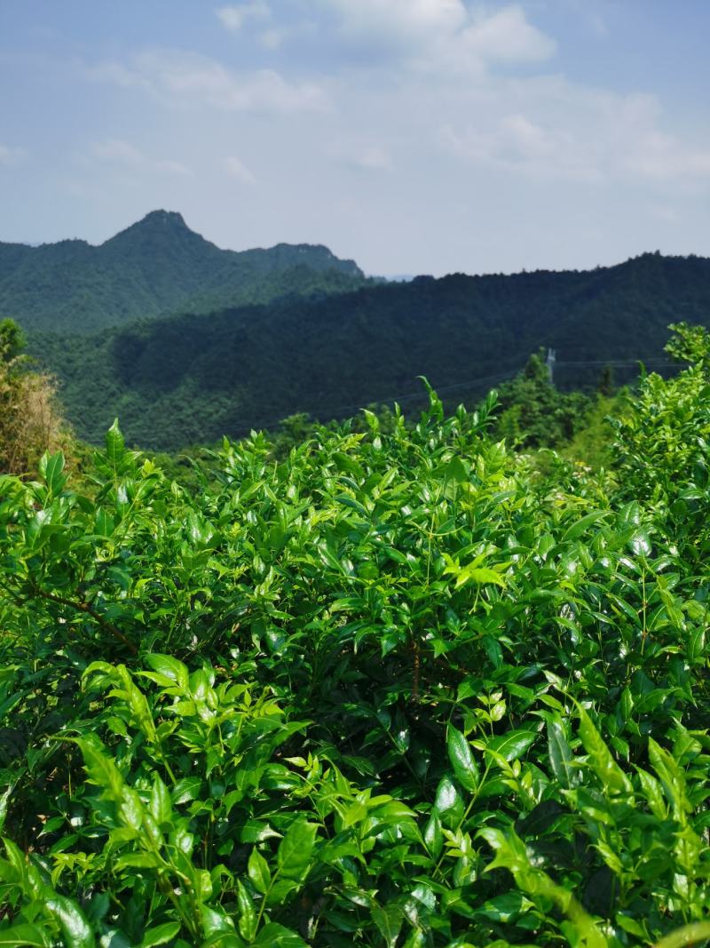 土家藤茶