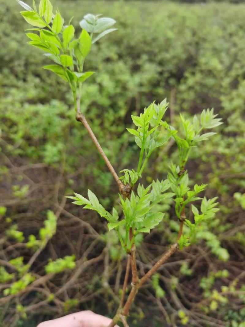 土家藤茶