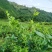 土家藤茶