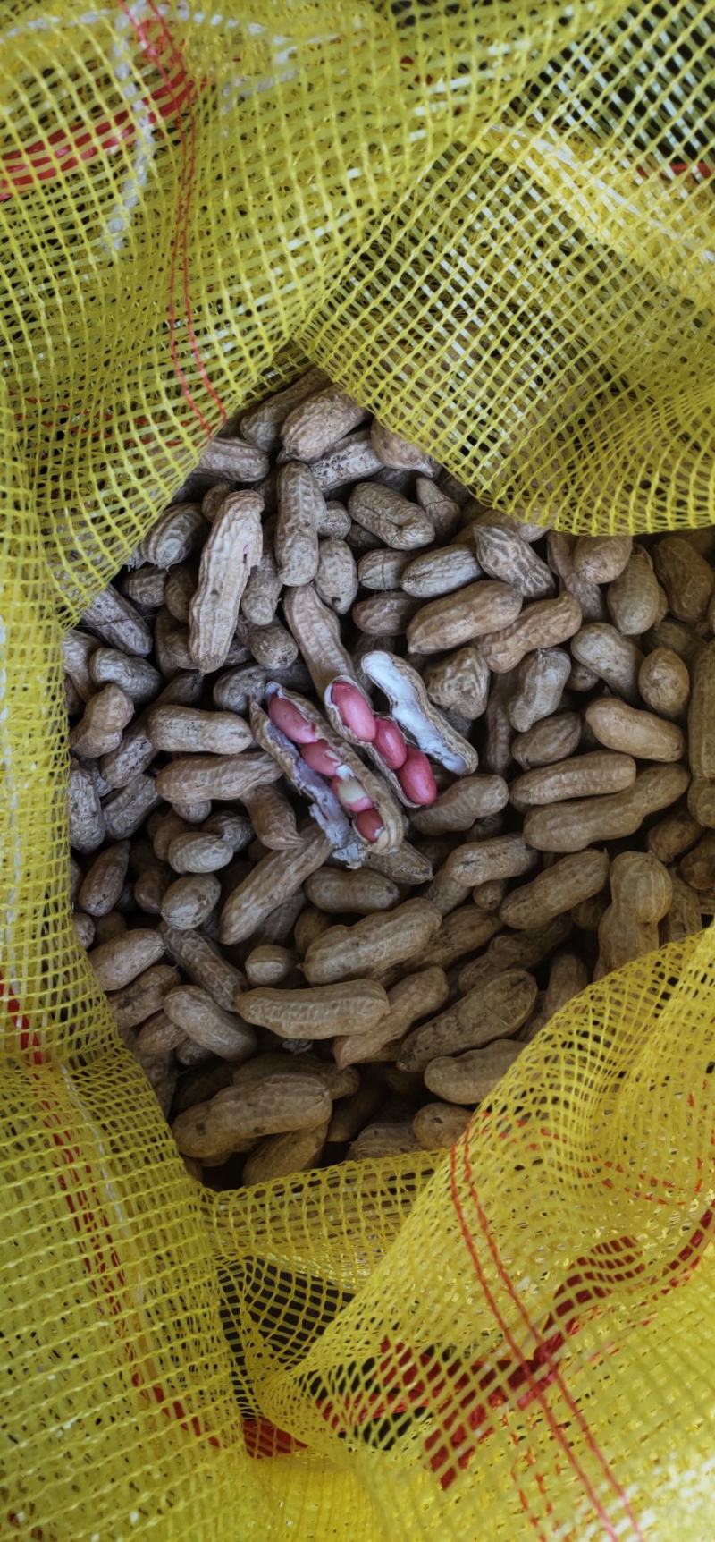 精品四粒红鲜花生，籽粒饱满，过筛子手选果，供应超市市场